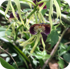 Broad-leaved tree